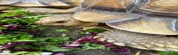 Tortoise reptiles for sale: Male and Female Sulcatas  in Benfleet - Advert 1