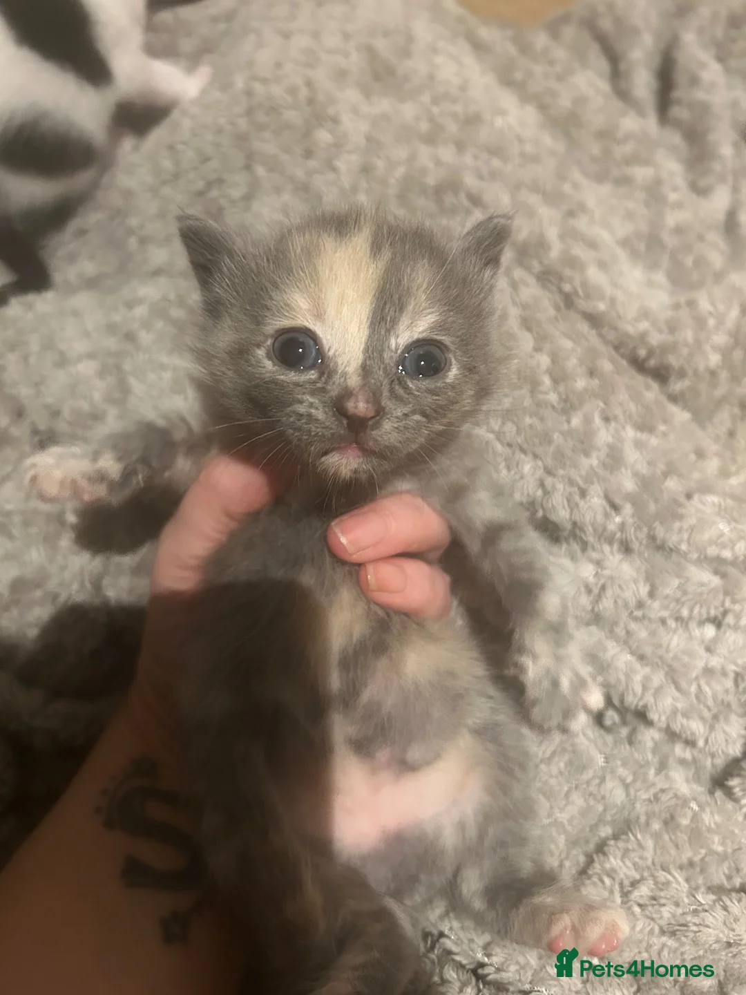 Domestic Shorthair cats for sale: 5 beautiful kittens. Lovely colours ready to leave - Advert 2