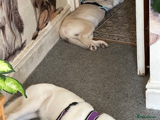 Siberian Husky dogs - Advert 5