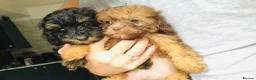 Shihpoo dogs for sale: WAITING LIST Toy shihpoo puppies  - Advert 7