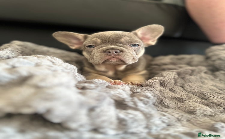 Dachshund dogs - Advert 4