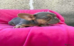 French Bulldog dogs for sale: 🔥READY TODAY Quality KC French Bulldog Puppies✨🔥 - Image 28
