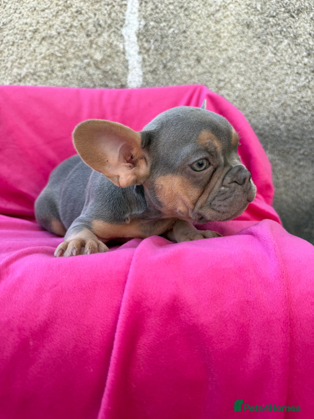 French Bulldog dogs for sale: 🔥READY TODAY Quality KC French Bulldog Puppies✨🔥 - Image 28