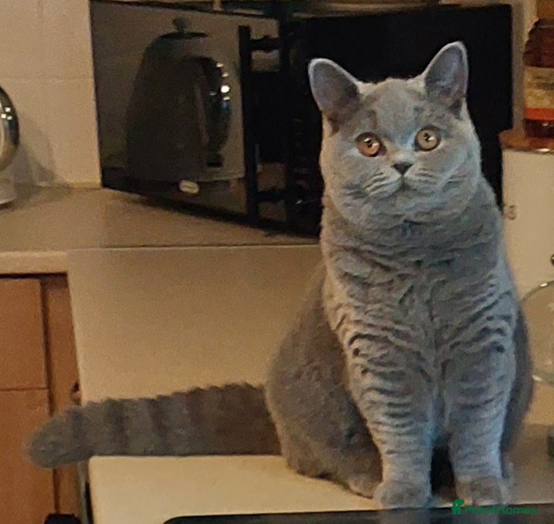 British Shorthair cats for sale: ‼️PRESTIGIOUS‼️🏆CH SIRED FEMAL - Advert 23