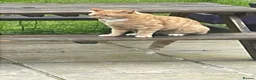 Mixed Breed cats for sale: Loving Homes Needed for Our Much-Loved Cats  in Pwllheli - Advert 9