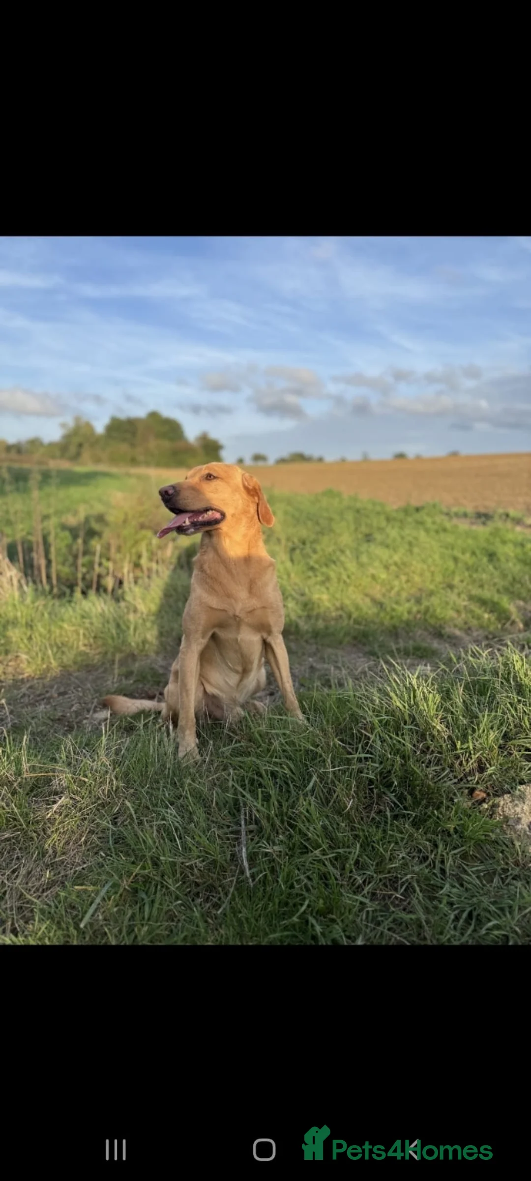 Labrador Retriever dogs for sale: Gorgeous Labrador puppies - Advert 23