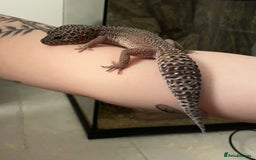 Leopard Gecko reptiles for sale: Female Snow Leopard Gecko  - Image 1