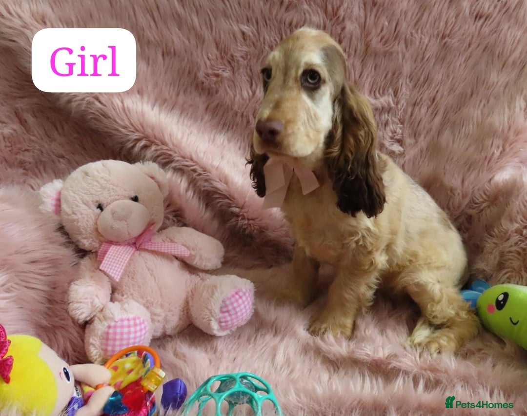Cocker Spaniel dogs for sale: 🏆BEAUTIFUL COLOURS 🏆 SHOW TYPE COCKER SPANIELS - Image 27