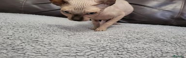 Sphynx Kitten 1