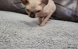 Sphynx cats for sale: Sphynx Healthy happy  boys   - Image 2