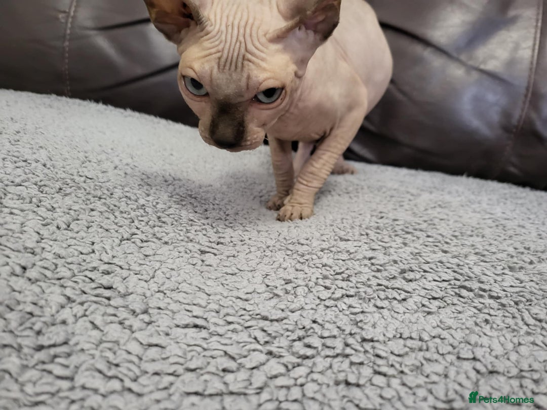 Sphynx cats for sale: Sphynx Healthy happy  boys   - Image 2