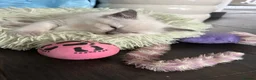 Ragdoll cats for sale: Ragdoll kittens  - Advert 7