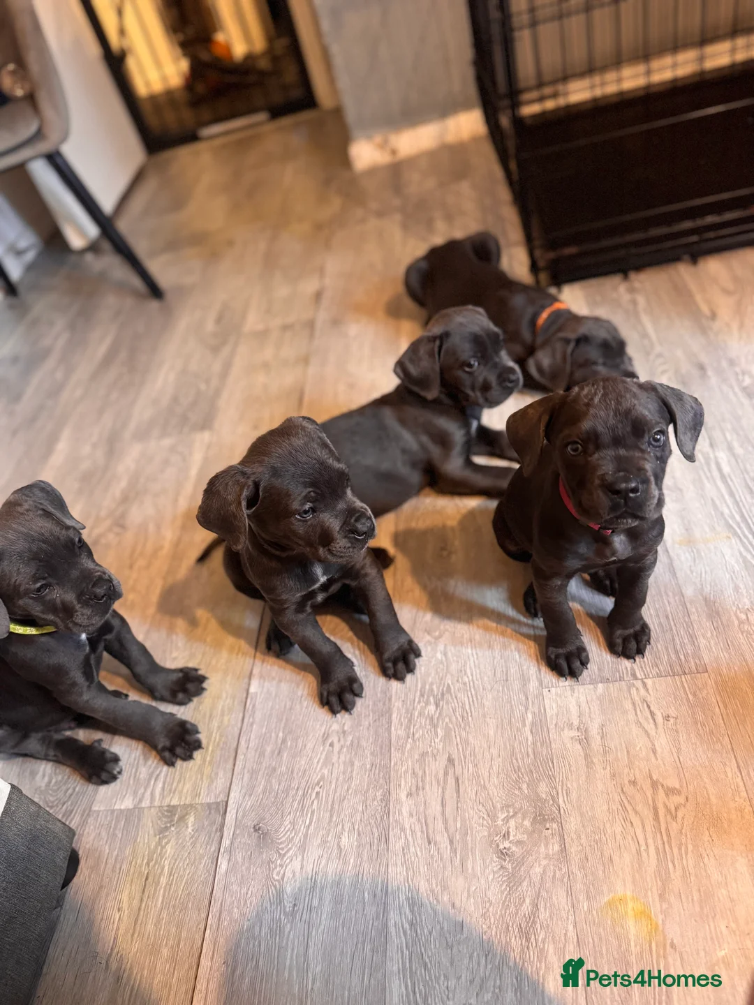 Cane Corso dogs for sale: Cane corso puppies  - Advert 3