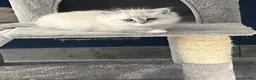 Ragdoll cats for sale: Ragdoll kittens for sale in Glasgow - Advert 7