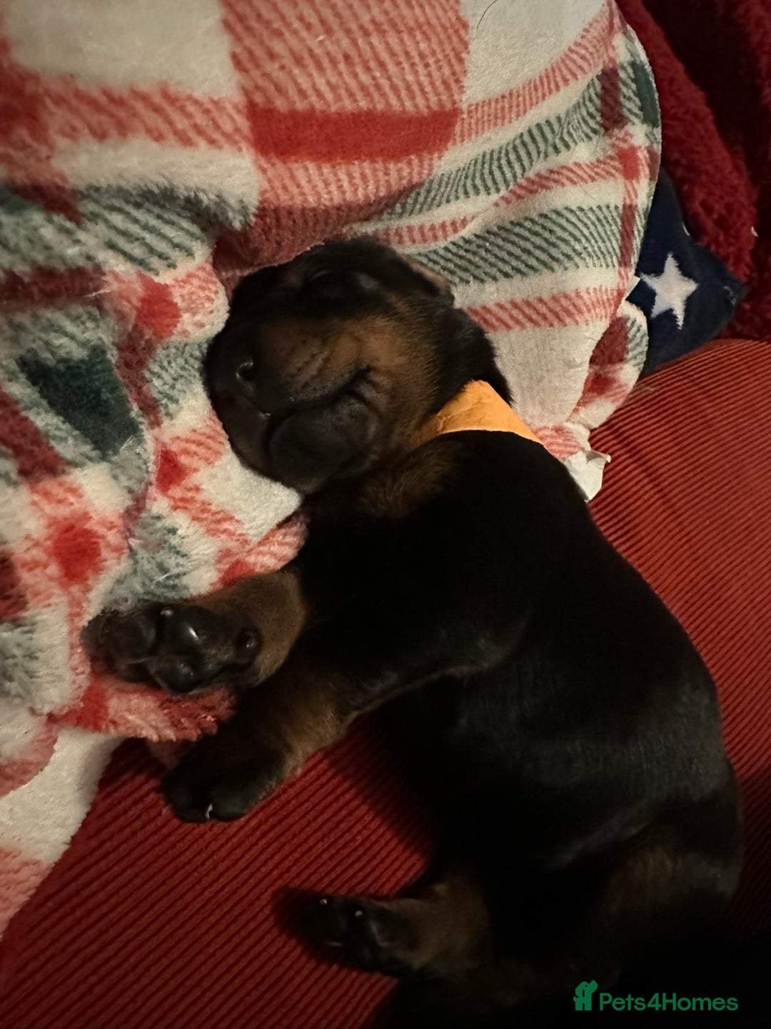 Dobermann dogs for sale: 🏆Supreme Dobermanns - Where Excellence Begins 🏆 - Image 6