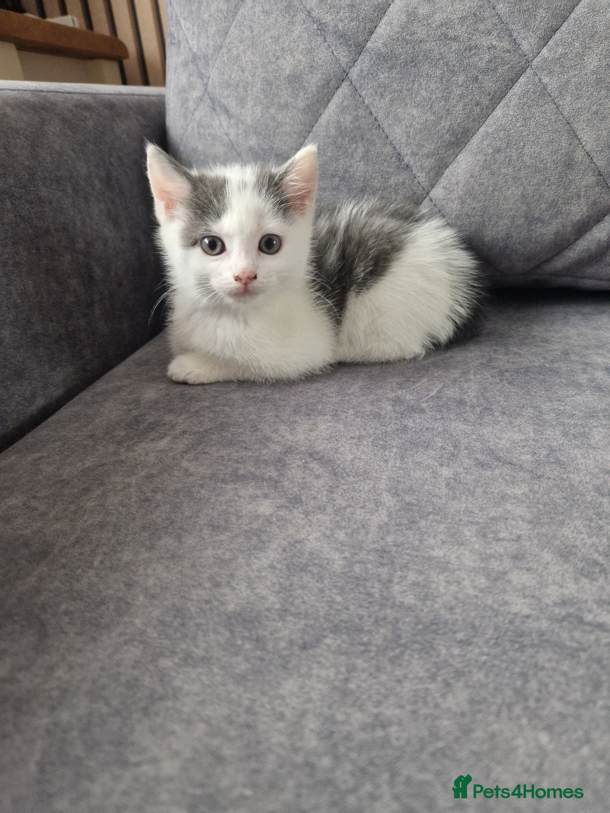 Mixed Breed cats 💥💥💥Last girl 💥💥💥 - Advert 3
