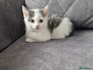 Mixed Breed cats 💥💥💥Last girl 💥💥💥 - Advert 3