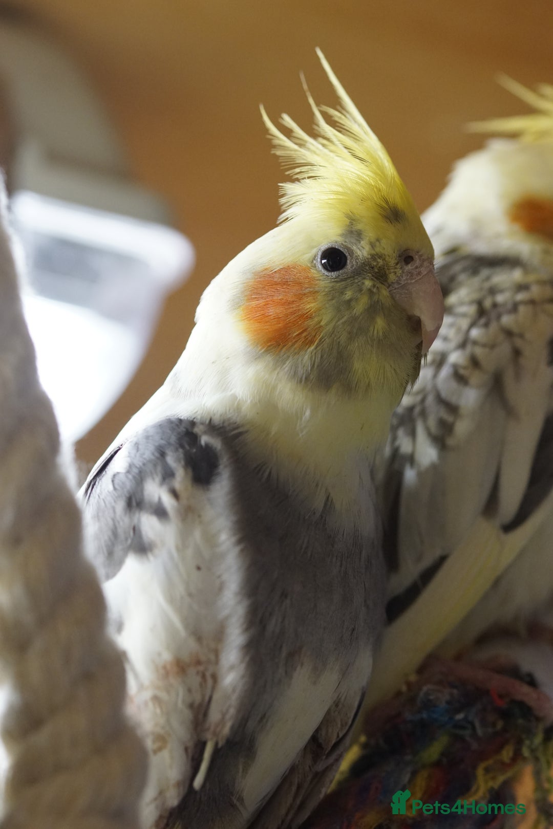 Cockatiels birds for sale: Cockatiels Mixed Genders  - Advert 27