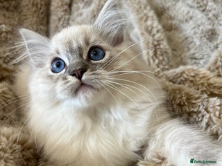 Ragdoll cats READY TO LEAVE 01/12/25 - GCCF Registered Ragdolls - Advert 3