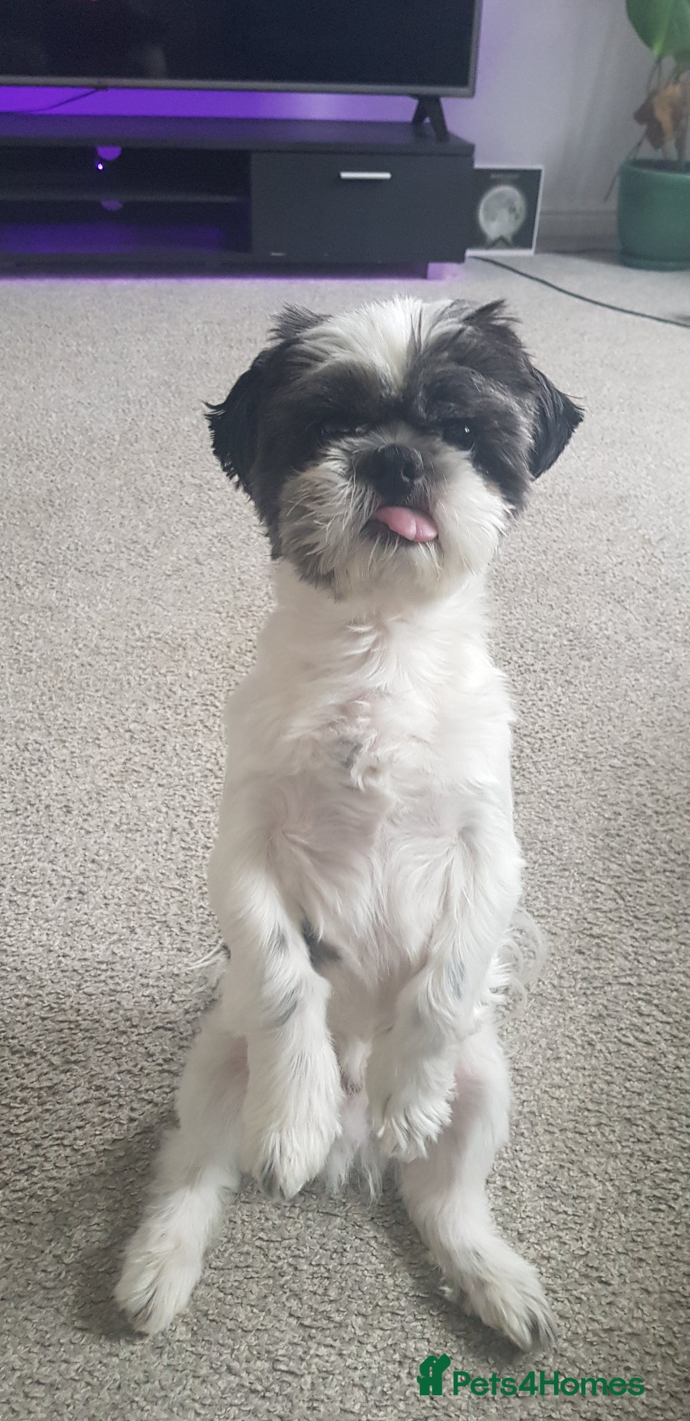 Shih Tzu dogs Boy for stud  - Advert 1