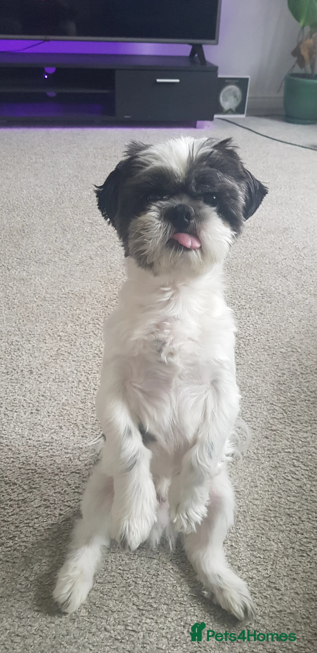 Shih Tzu dogs for stud: Boy for stud  - Advert 1