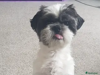 Shih Tzu dogs Boy for stud - Advert 4
