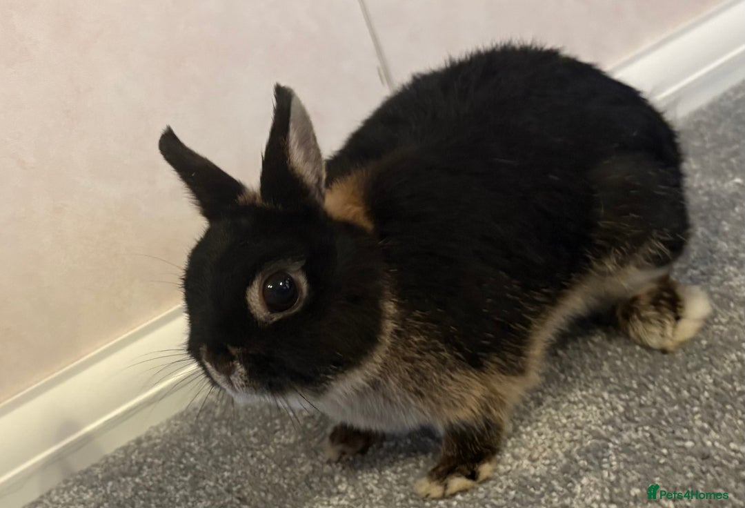 Netherland Dwarf rabbits for sale: Netherlands dwarf - Image 7