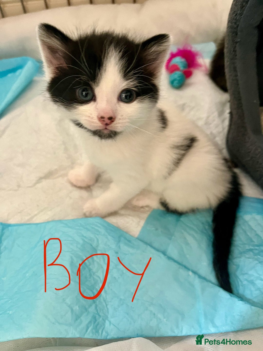 Mixed Breed cats for sale: 4 Mix Breed Kittens for sale - Image 10