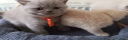 British Shorthair cats for sale: GCCF registered cream and lilac BSH - Advert 5