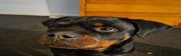 Mixed Breed dogs for sale: Beautiful coloured pups - Advert 3