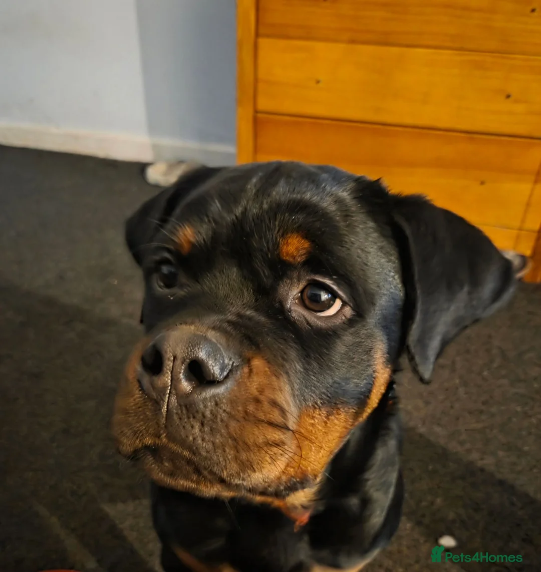 Mixed Breed dogs for sale: Beautiful coloured pups - Advert 1