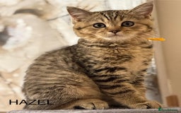 British Shorthair cats for sale: Pedigree|Champion Lines|GCCF Registered| - Image 24