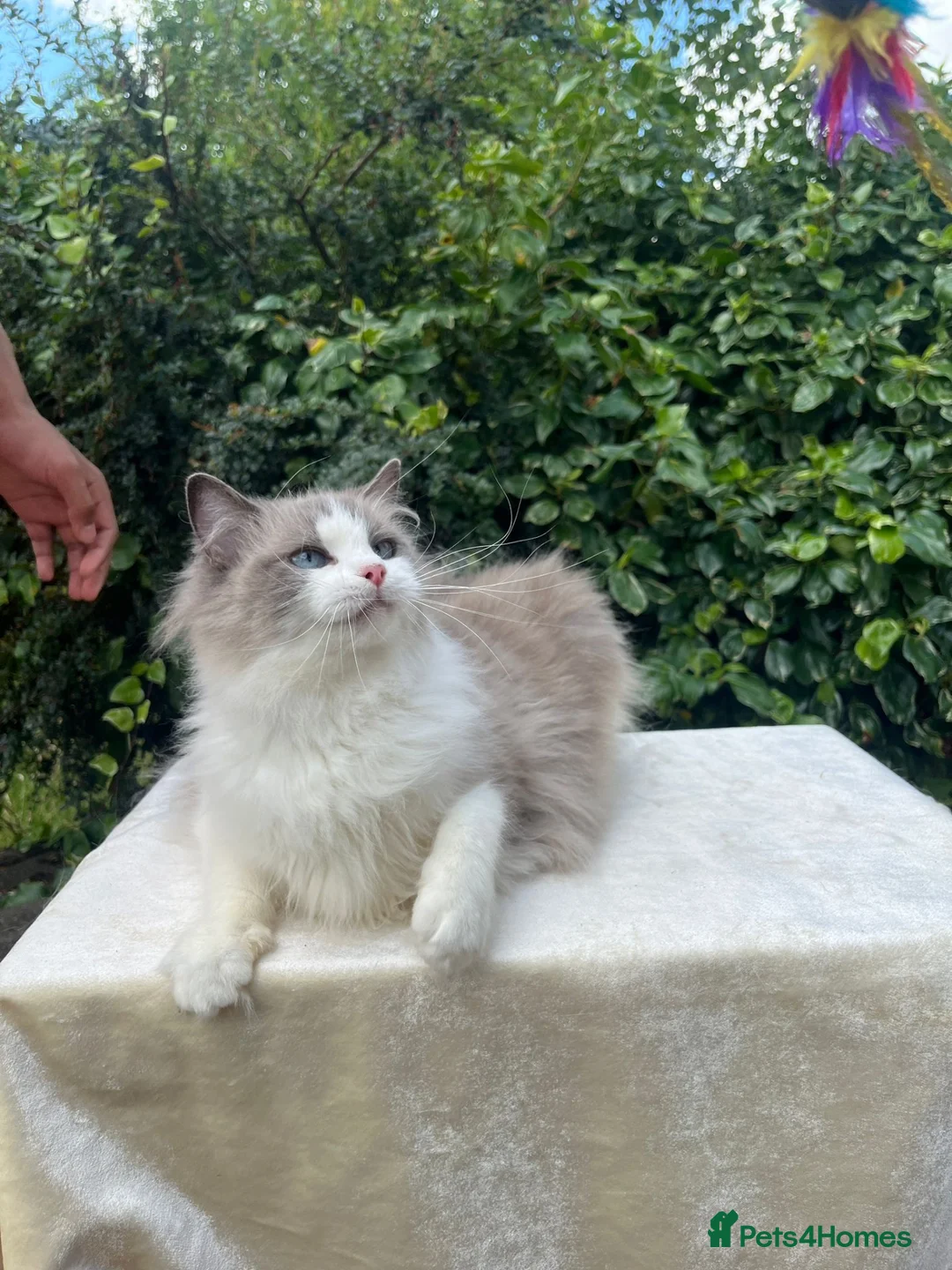 Ragdoll cats for sale: Active Female Pedigree Ragdoll – Anna - Advert 3