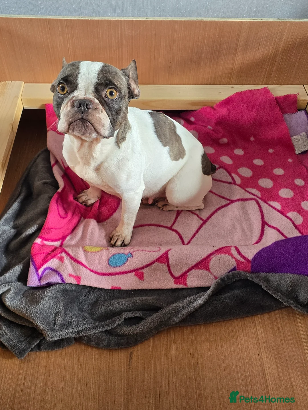 Mixed Breed dogs for sale: French weiner puppies in Barnard Castle - Advert 13