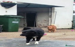 Mixed Breed dogs for adoption: MONTY & DAISY an example of Resilience &Friendship - Image 18