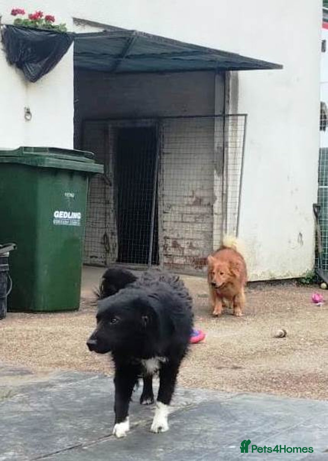 Mixed Breed dogs for adoption: MONTY & DAISY an example of Resilience &Friendship - Image 18