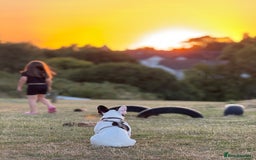 French Bulldog dogs for sale: Oreo French bulldog  - Image 3