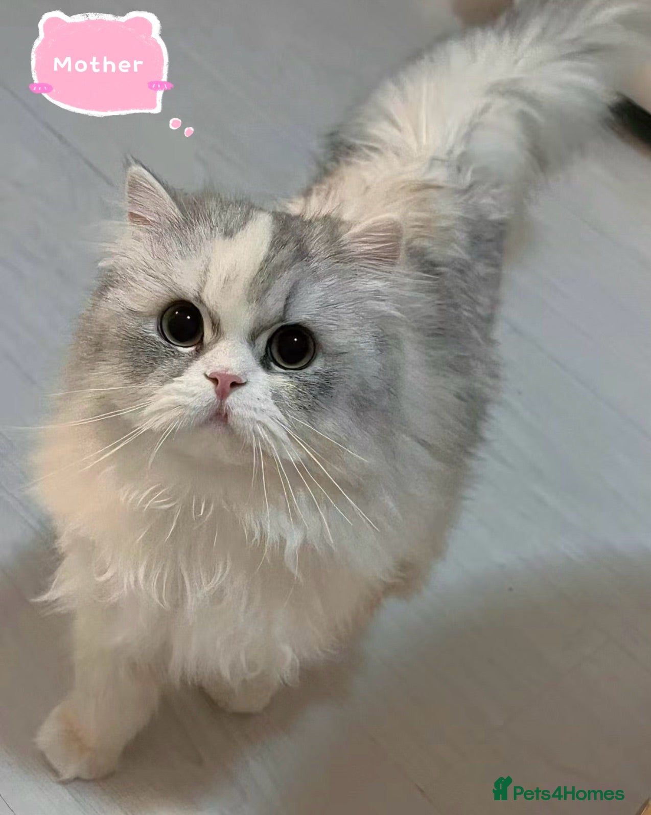 Persian cats Last two adorable Persian Kittens Ready to Go - Advert 2