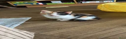 Mixed Breed cats for sale: Kittens  - Advert 10