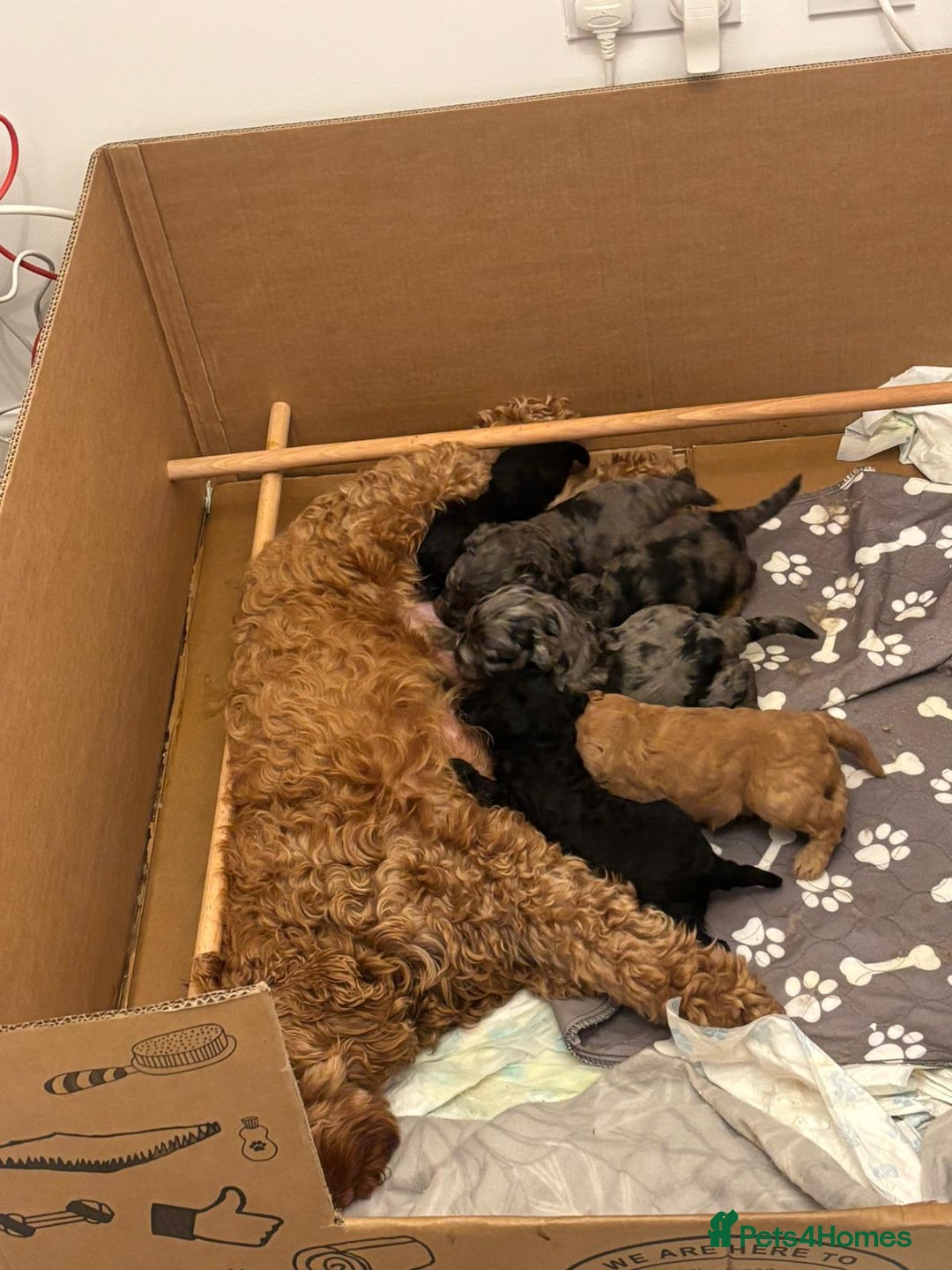 Cavapoochon dogs for sale: 6 cavapooschon puppies ready to go 18th January  - Advert 21