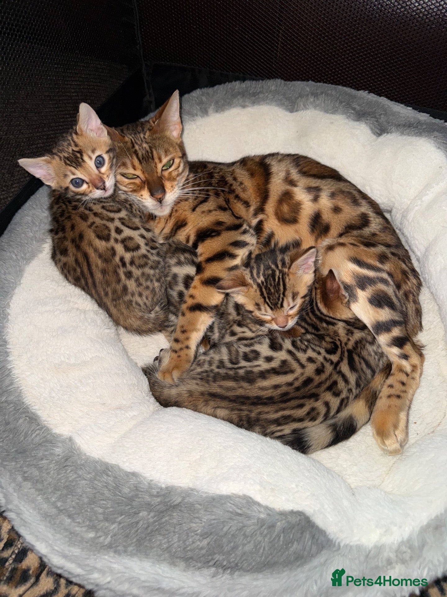 Bengal cats Bengal kittens - Advert 2