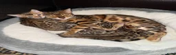 Bengal cats for sale: Bengal kittens - Advert 2