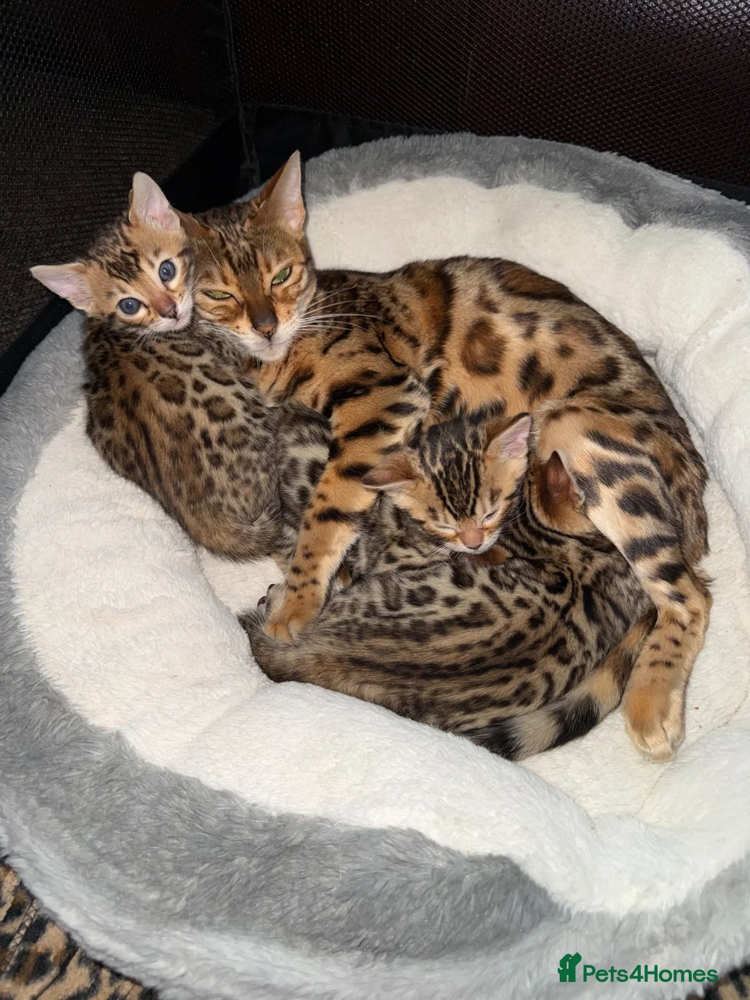 Bengal cats for sale: Bengal kittens - Advert 2