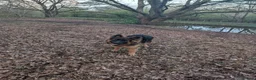 German Shepherd dogs for sale: German Shepherd, 12 Months – Loving Home Needed - Advert 3