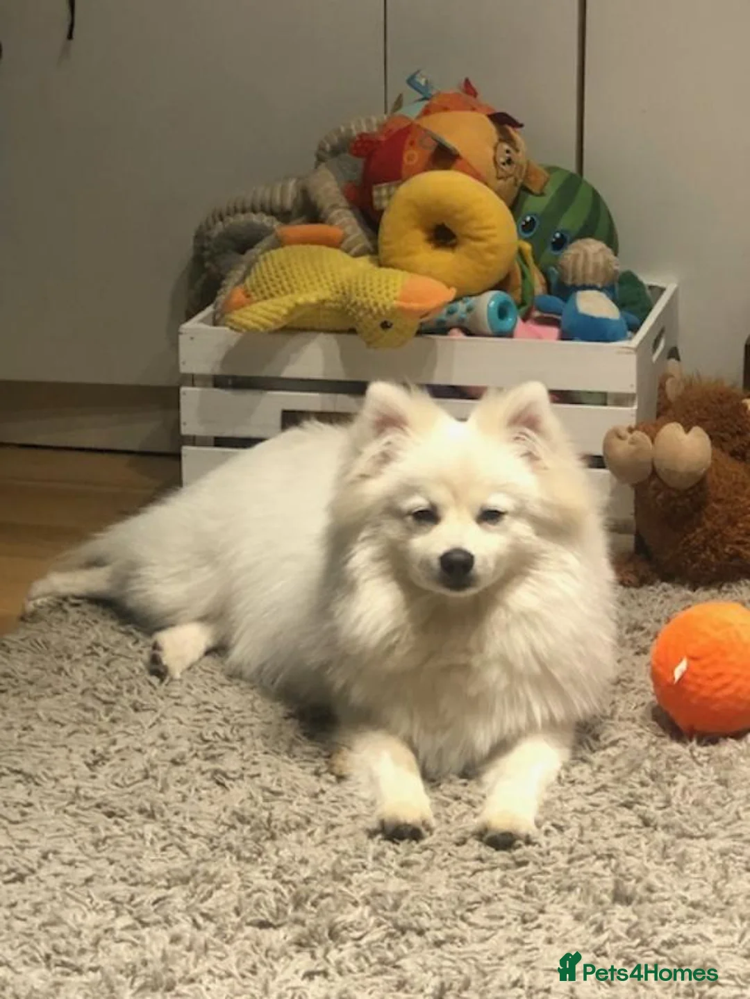 Pomeranian dogs for sale: Pomeranian Spitz Puppy looking for a forever home - Advert 3