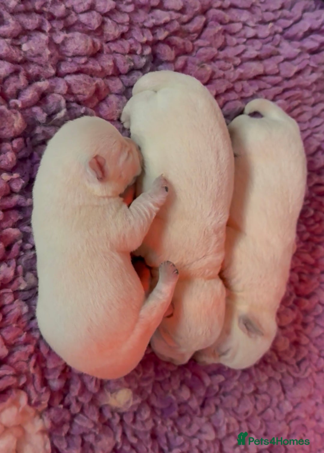 West Highland Terrier dogs for sale: West Highland Terrier pups Dad show lines - Image 4