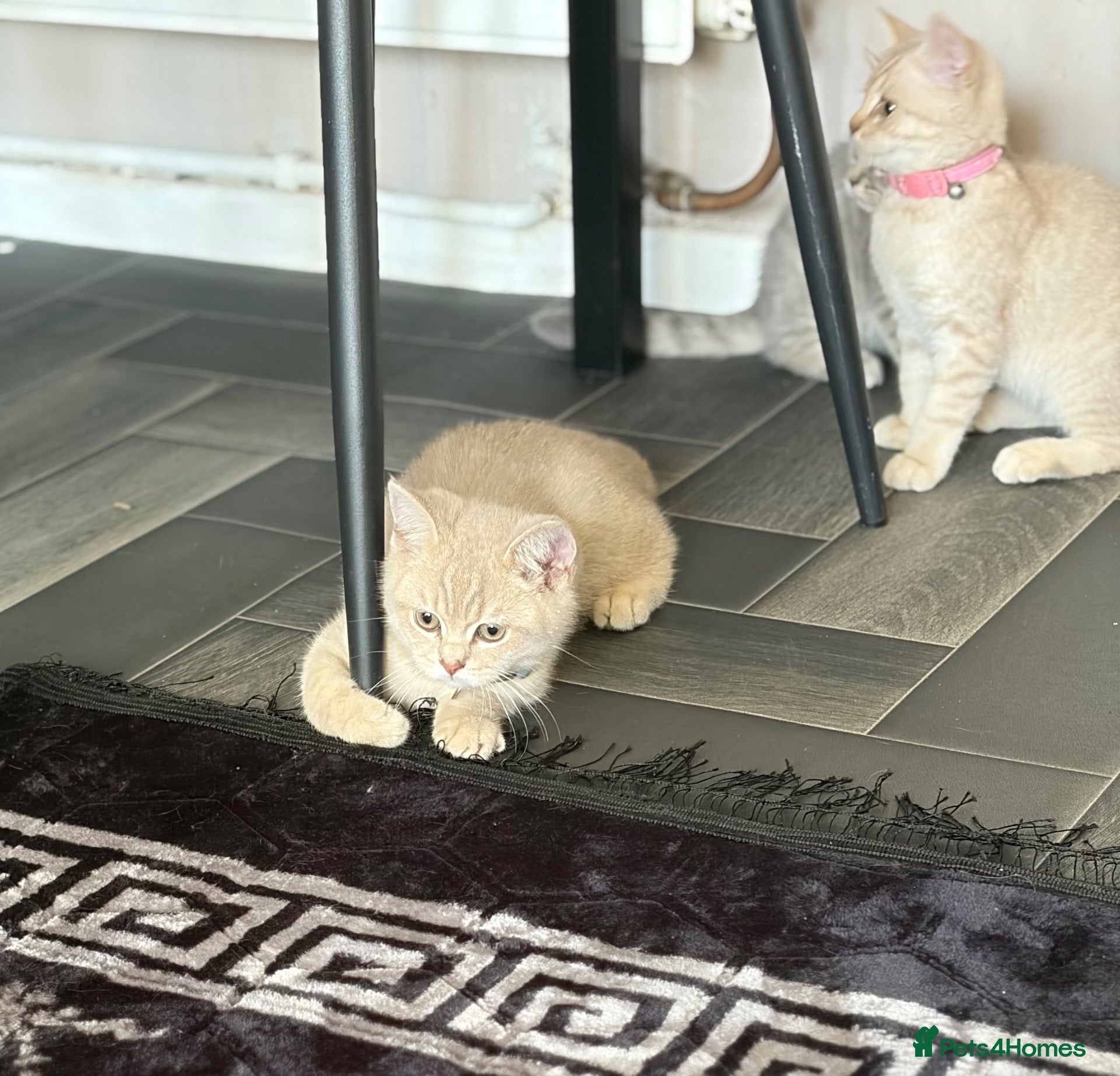 Scottish Fold cats Beautiful Scottish straights READY NOW  - Advert 15