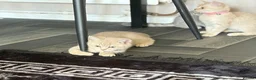 Scottish Fold cats for sale: Beautiful Scottish straights READY NOW  - Advert 15