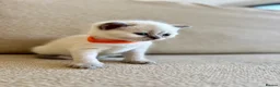 British Shorthair cats for sale: FULL PEDIGREE BSH KITTENS IN THE COTSWOLDS - Advert 29