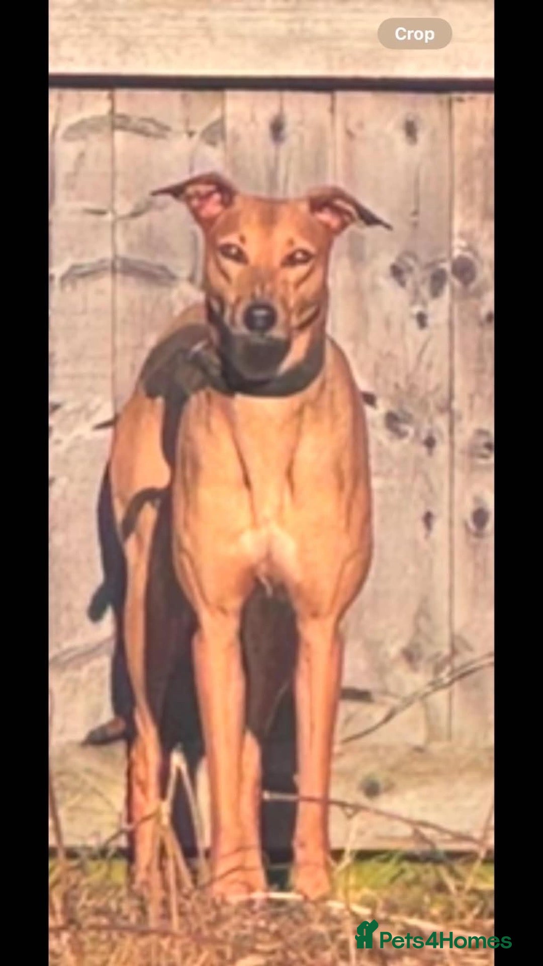 Lurcher dogs for sale: saluki bull grey cross saluki collie grey  - Advert 17
